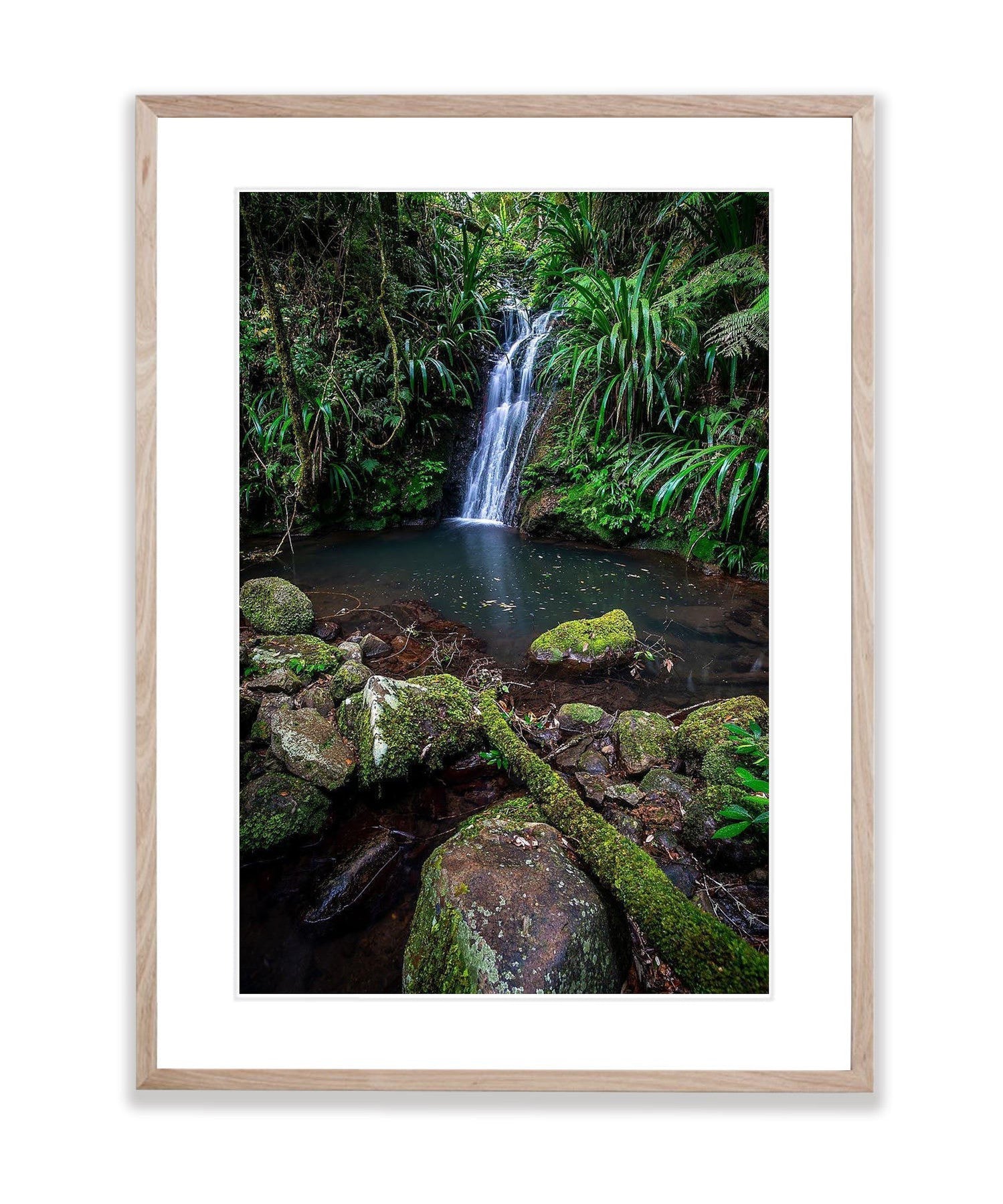 Lamington Stillness - QLD