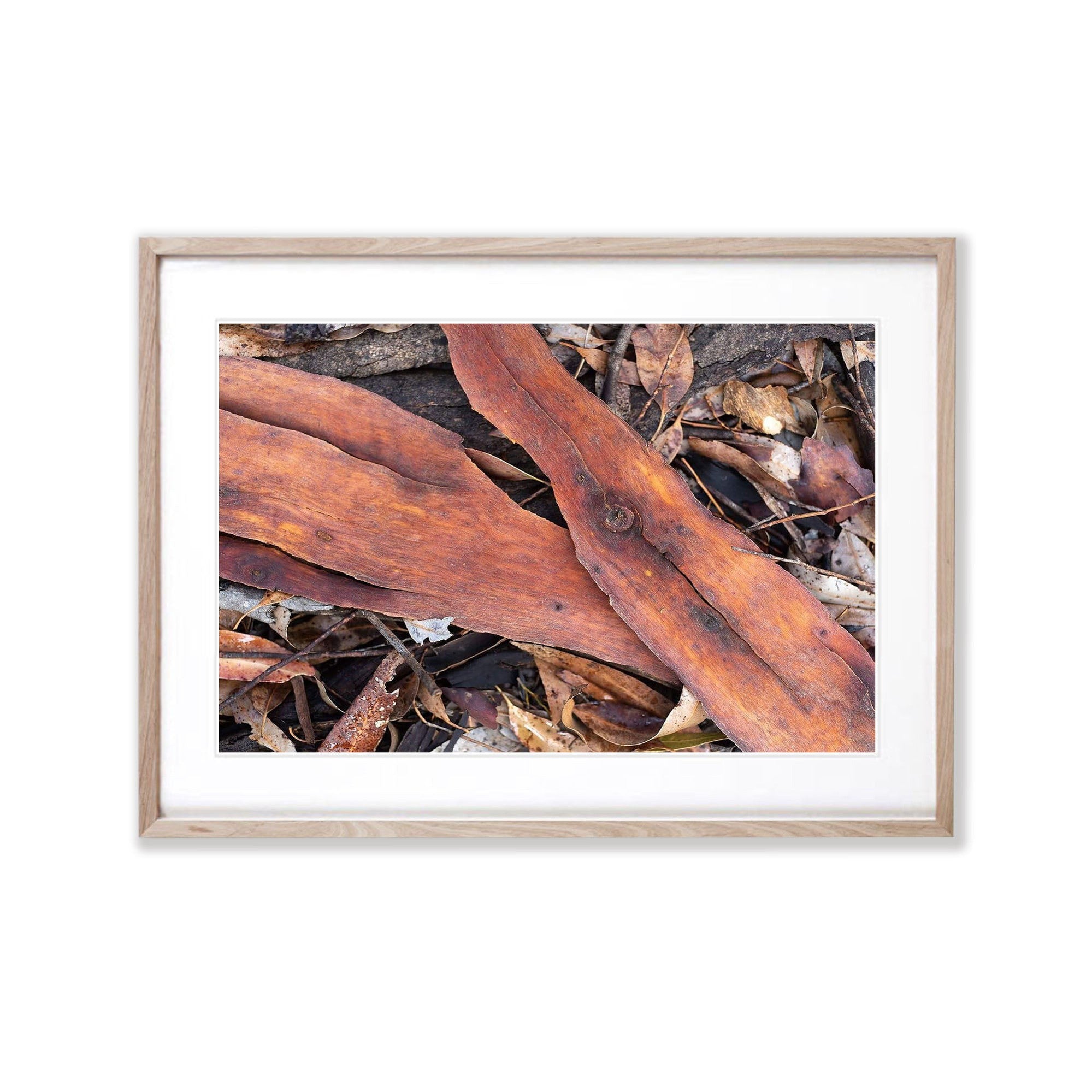 Leaf Litter No.2, Kangaroo Island, South Australia