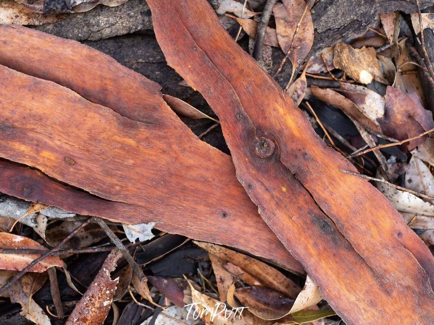 Long Golden leaves on the ground, Leaf Litter #2 - Kangaroo Island SA