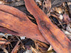 Long Golden leaves on the ground, Leaf Litter #2 - Kangaroo Island SA