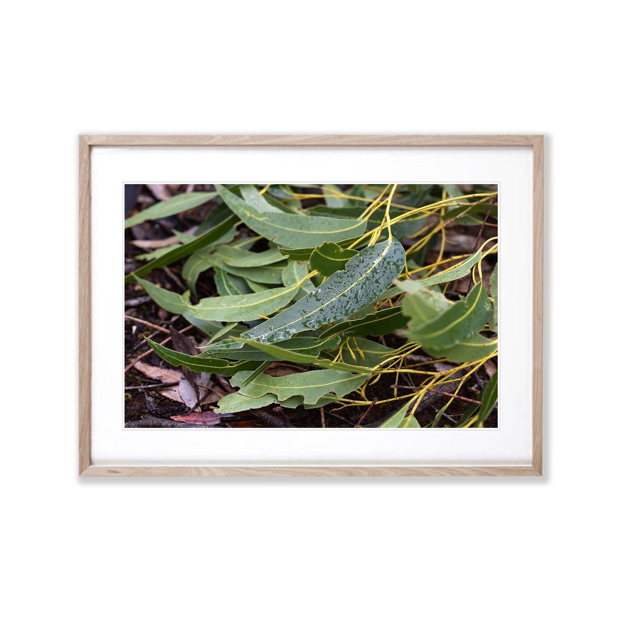 Leaf Litter No.3, Kangaroo Island, South Australia