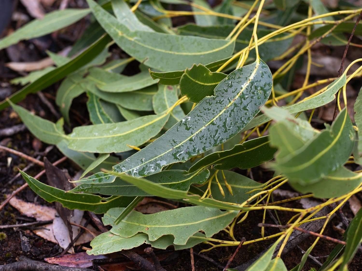 Close-up view of a bunch of green leaves on the ground, Leaf Litter #3 - Kangaroo Island SA