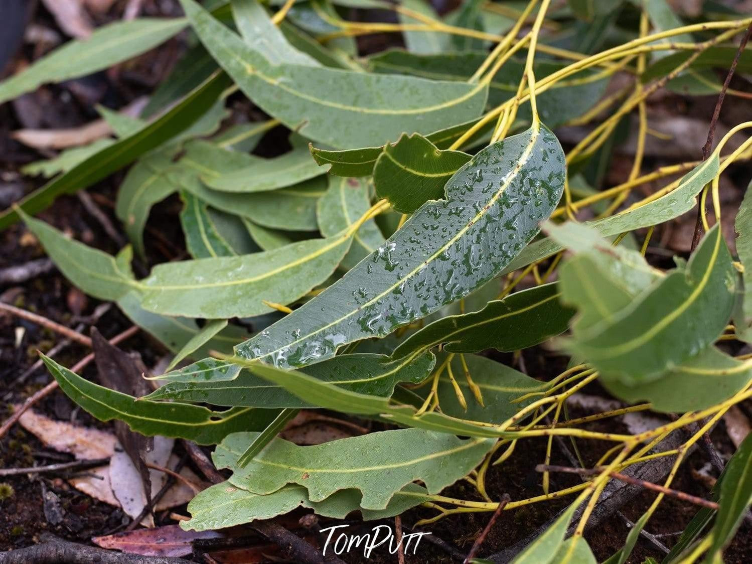 Close-up view of a bunch of green leaves on the ground, Leaf Litter #3 - Kangaroo Island SA