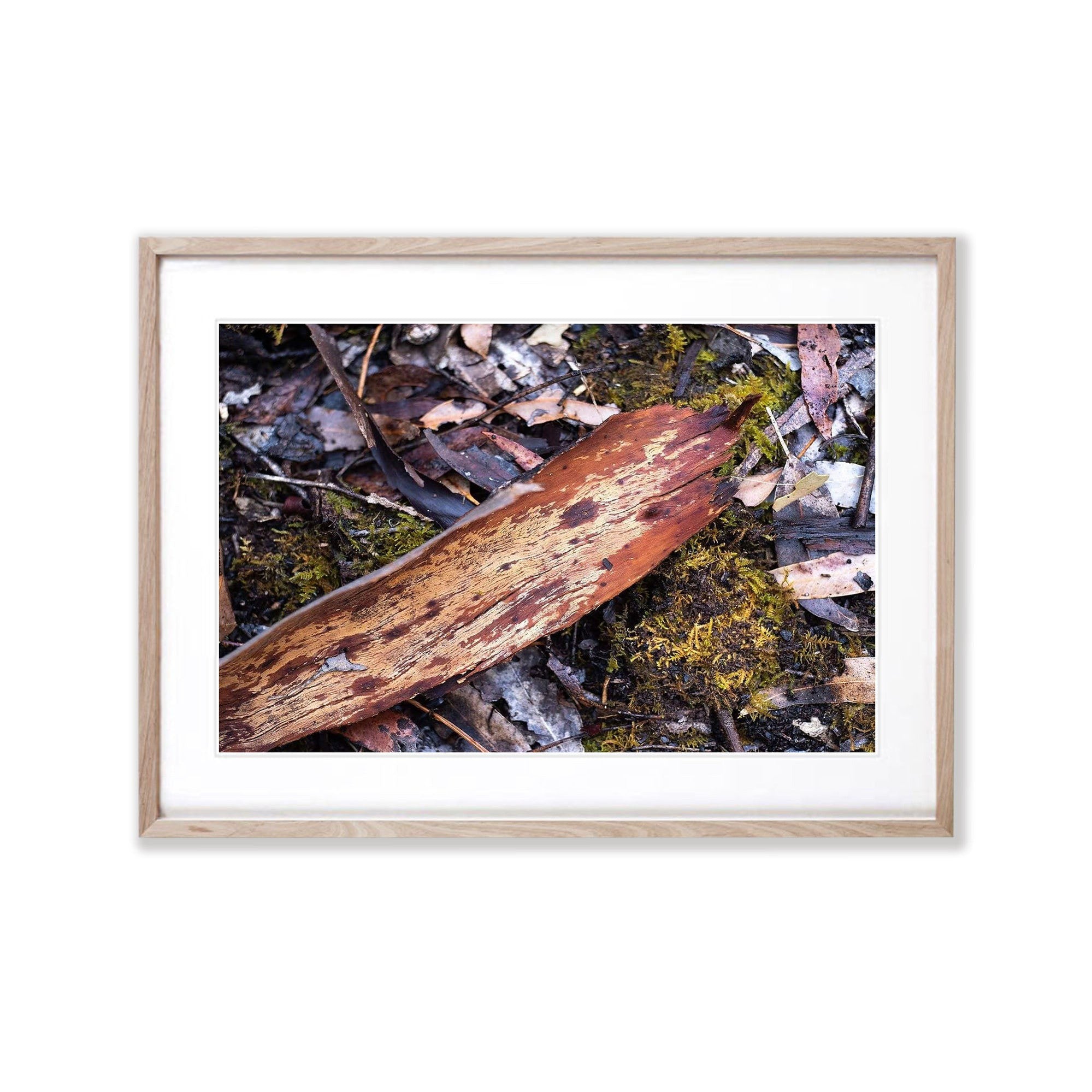 Leaf Litter No.4, Kangaroo Island, South Australia