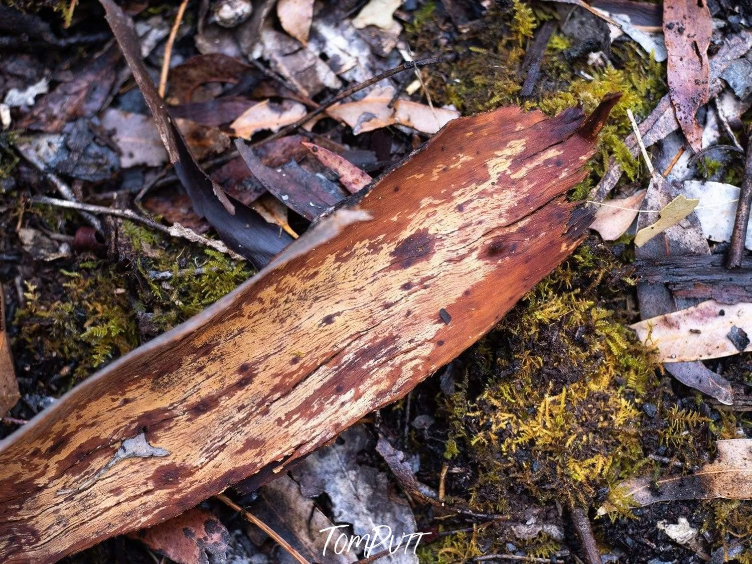 Close-up view of a giant tree stem with greenery and leaves in the background, Leaf Litter #4 - Kangaroo Island SA