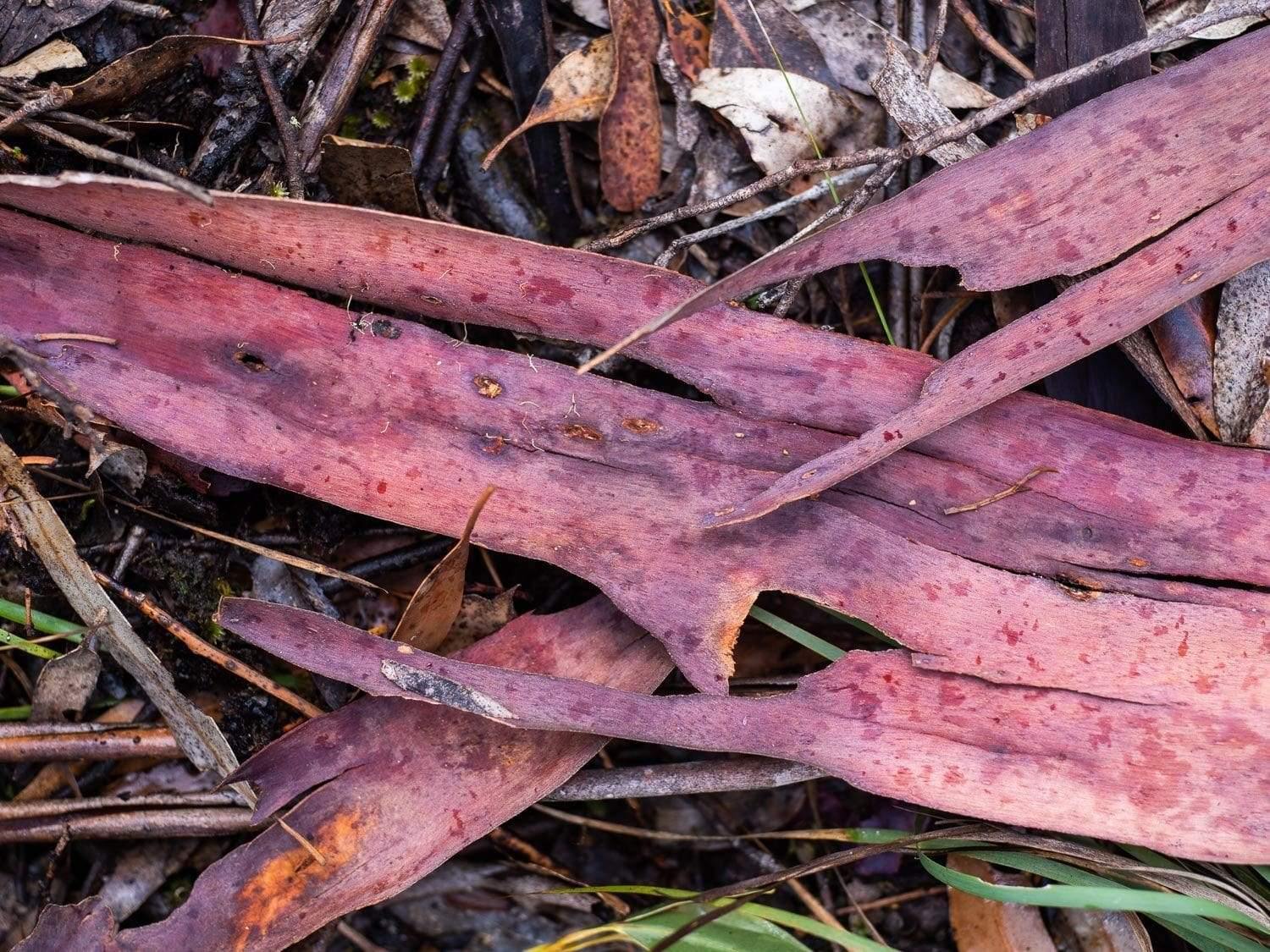 Long purplish tree tree stems skins on the ground, Leaf Litter #5 - Kangaroo Island SA