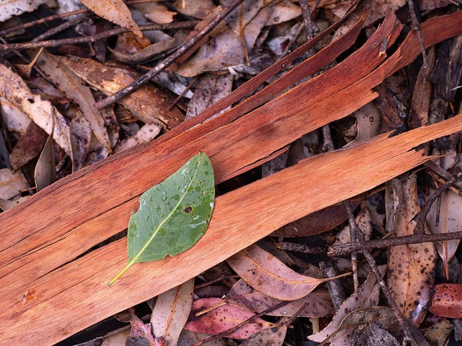 A tree tree stem fallen on the ground with a small fresh leave on it, Leaf Litter - Kangaroo Island SA  