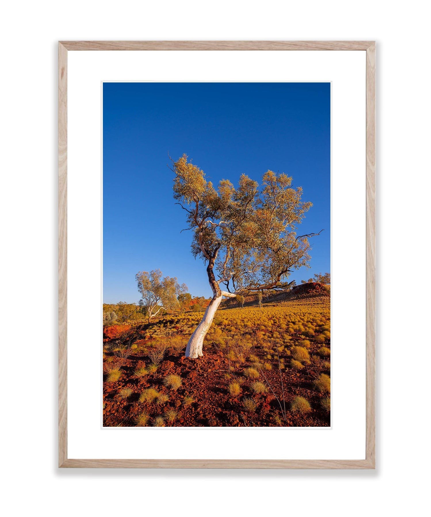 Leaning Snappy Gum, Karijini, The Pilbara