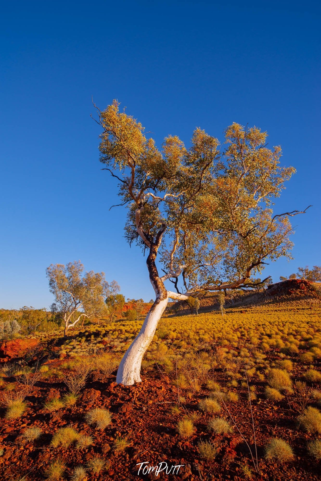 Leaning Snappy Gum, Karijini, The Pilbara