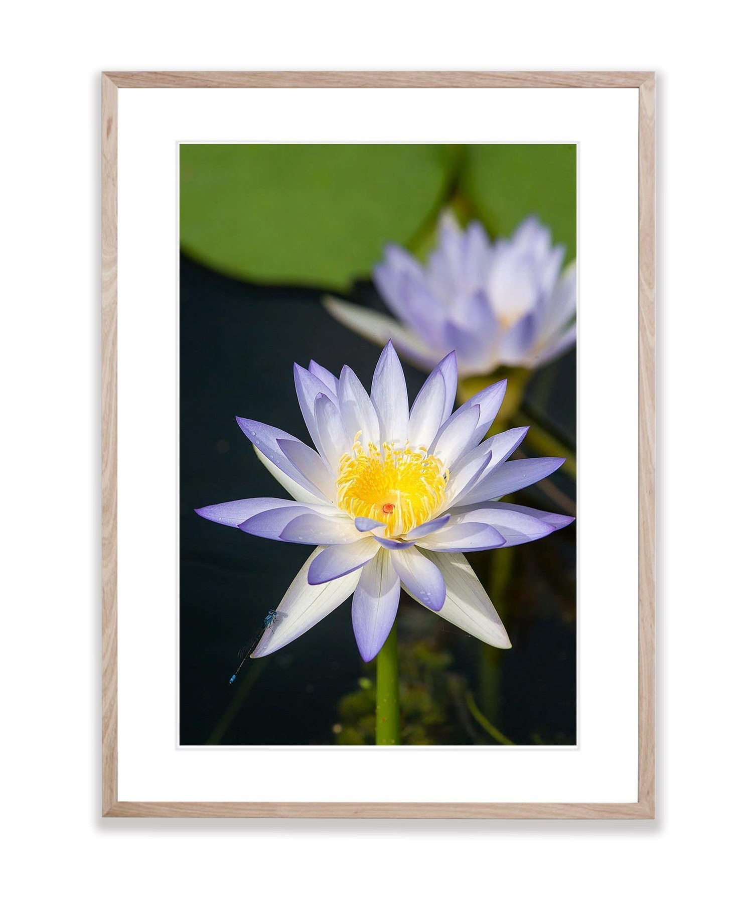 Lily Flower, Arnhem Land, Northern Territory