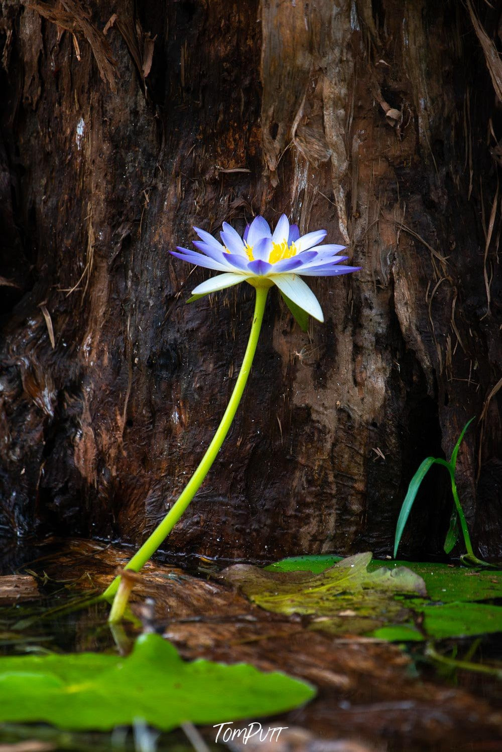 A beautiful Dahlia flower in a rocky area with a large rock in the background and small ones on the ground, Arnhem Land 18 - Northern Territory 