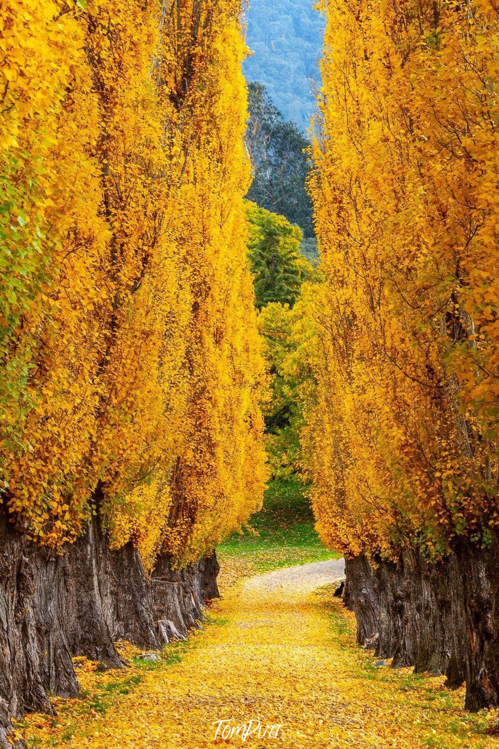 A pathway between with yellow ground surrounded by many long-standing thick yellowish-orange autumn trees, Lined with Poplars - Bright VIC