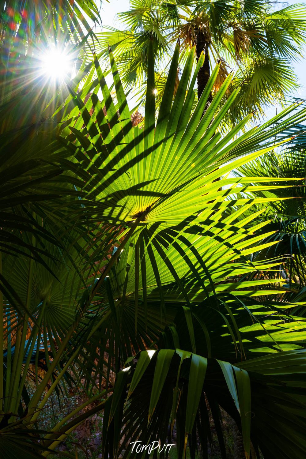 Lush green tree plants with a little shiny sunny effect, Livistona Palms, El Questro Gorge, The Kimberley, Western Australia