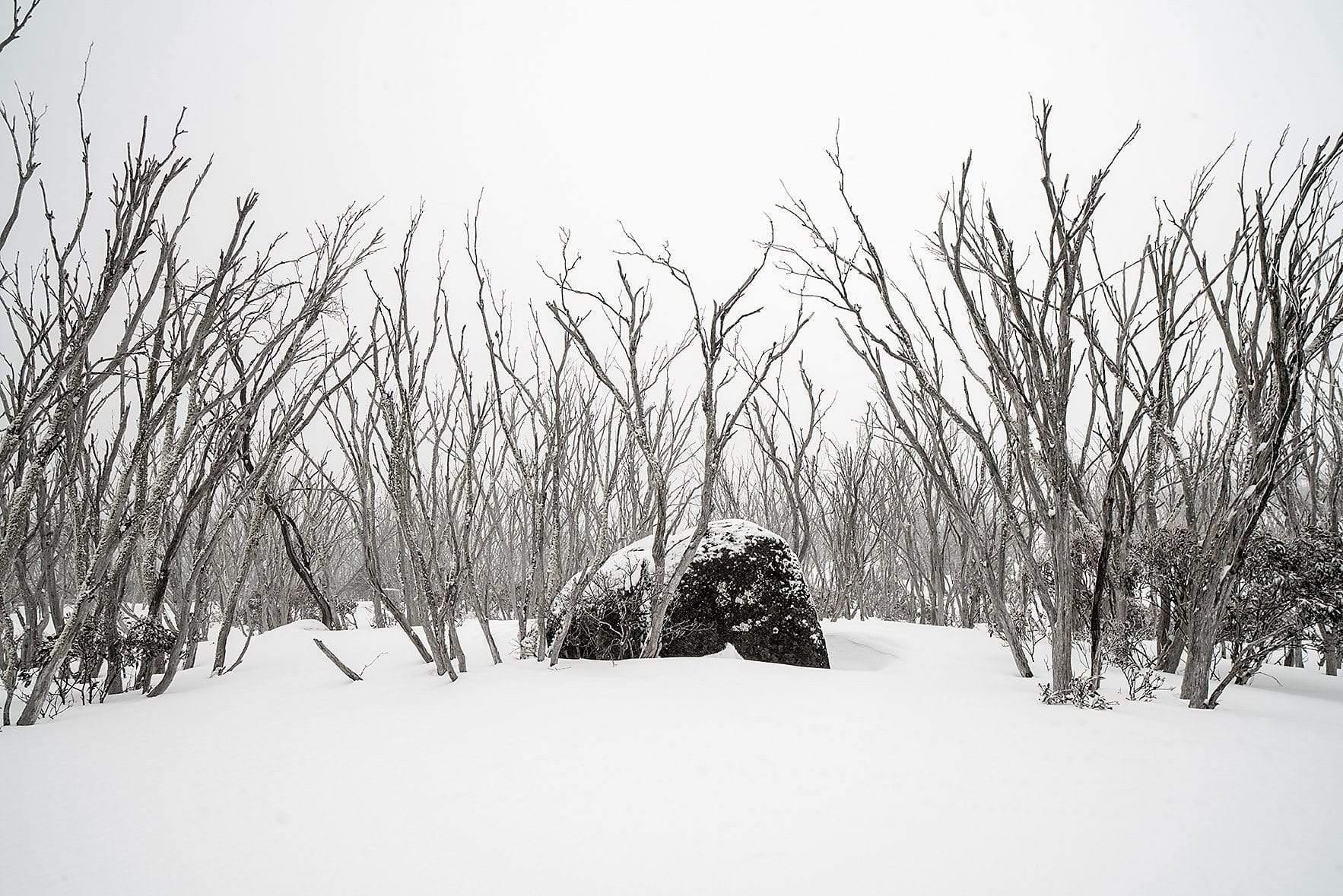 A lot of empty tree stems and a stone, on a snow-covered area, Lone Boulder - Snowy Mountains NSW 