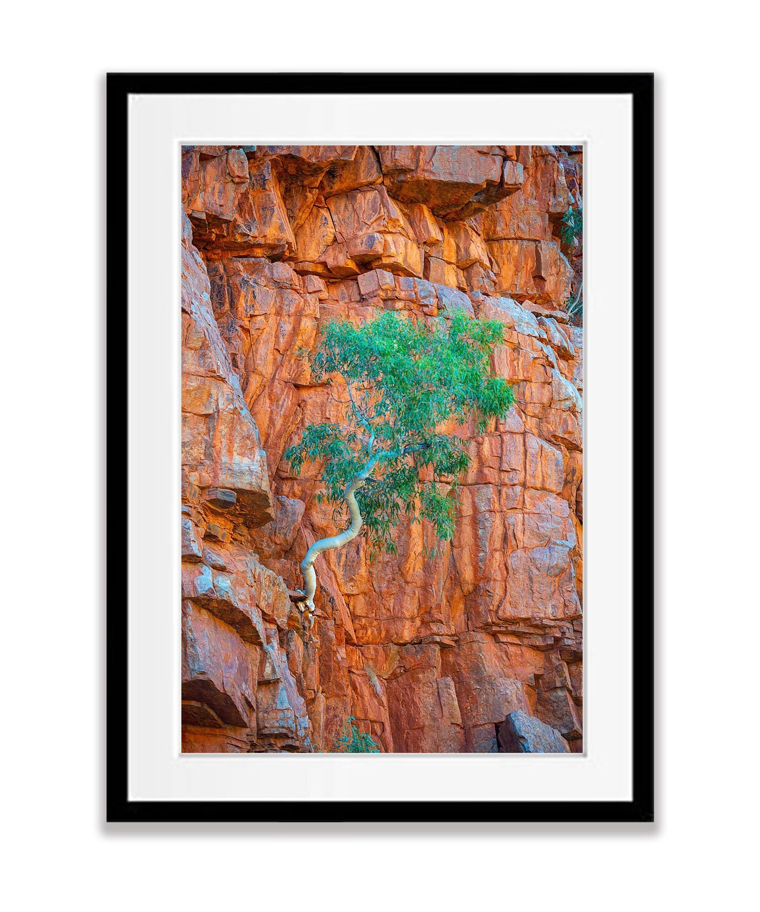 Lone Ghost Gum hanging from a cliff, Ormiston Gorge, West MacDonnell Ranges - Northern Territory