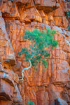 A mountain wall with some plants over it, Lone Ghost Gum hanging from a cliff, Ormiston Gorge, West MacDonnell Ranges - Northern Territory