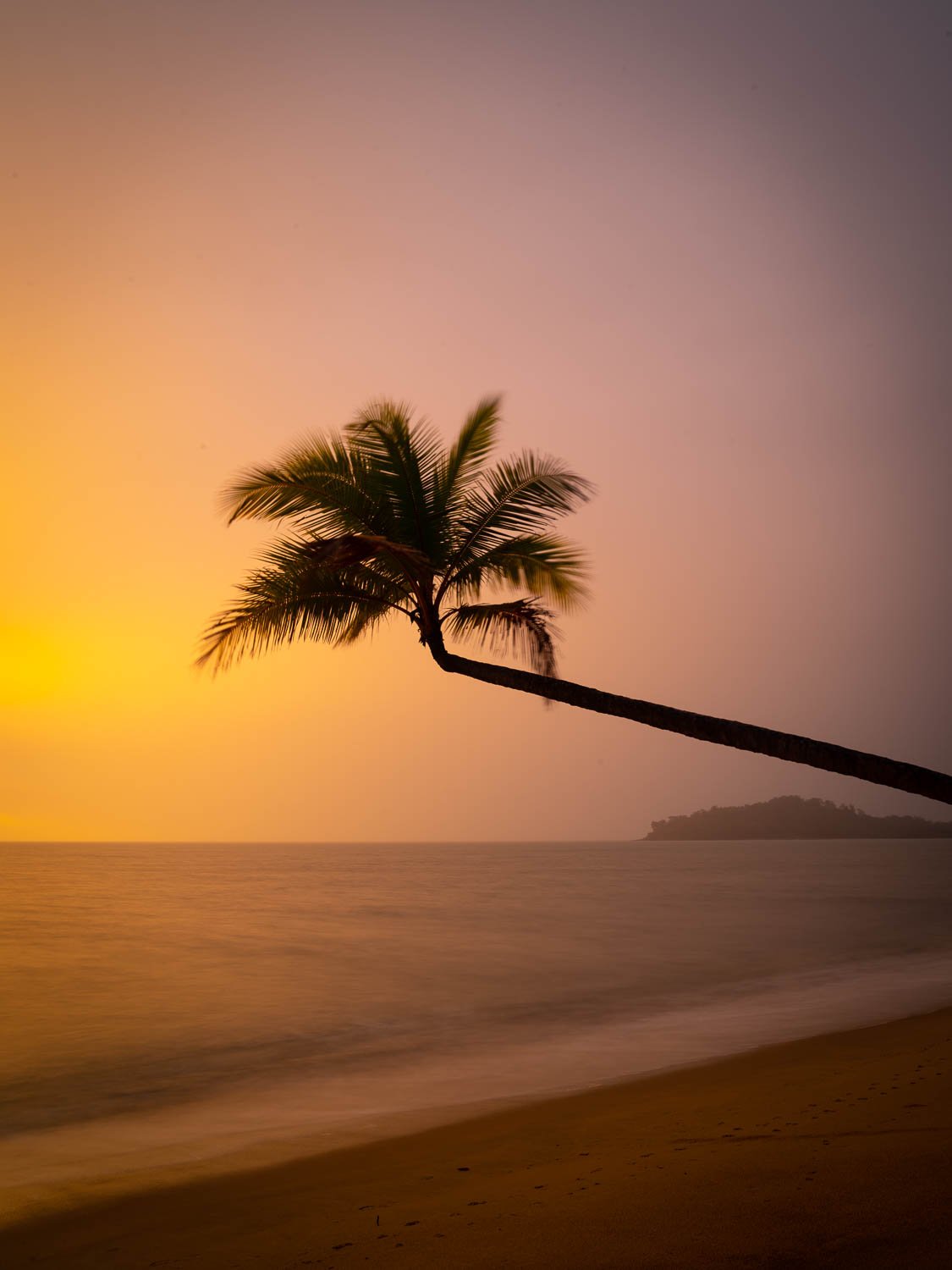 Horizontally grown long palm tree on a beach with sunset effect, Lone Palm tree over the beach, Palm Cove, Far North Queensland