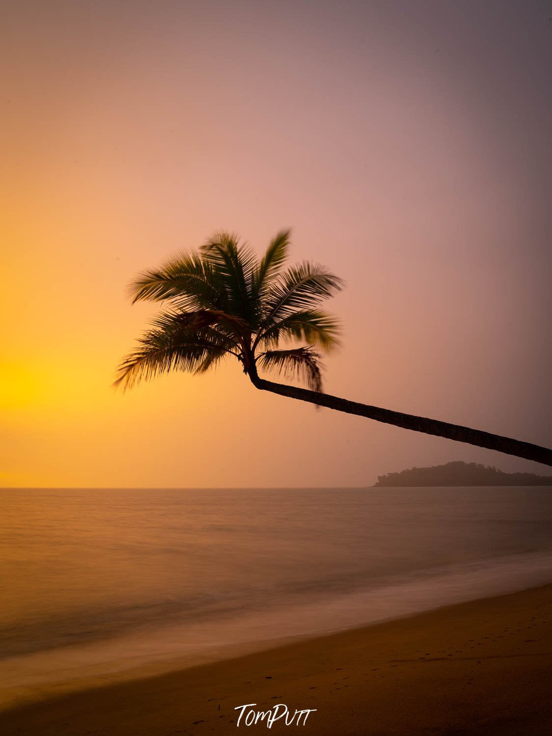 Horizontally grown long palm tree on a beach with sunset effect, Lone Palm tree over the beach, Palm Cove, Far North Queensland