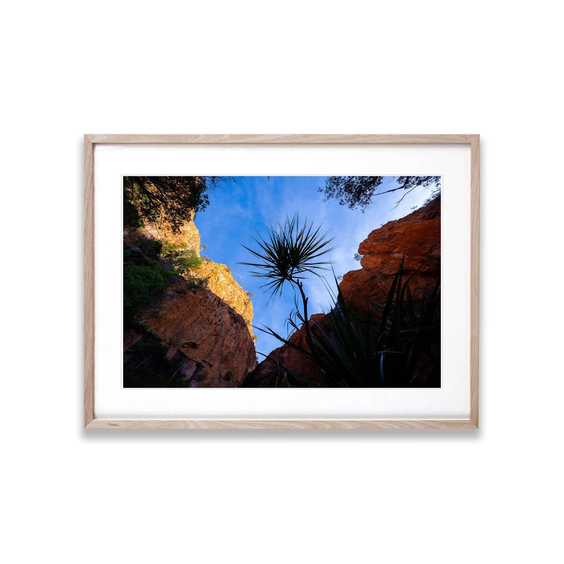 Lone Pandanus, Miri Miri Falls, The Kimberley