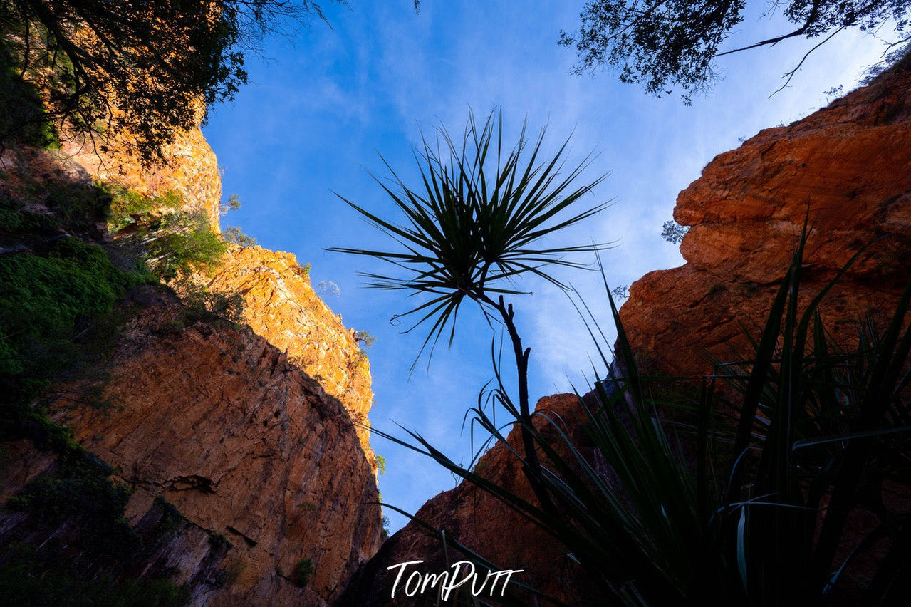 Lone Pandanus, Miri Miri Falls, The Kimberley