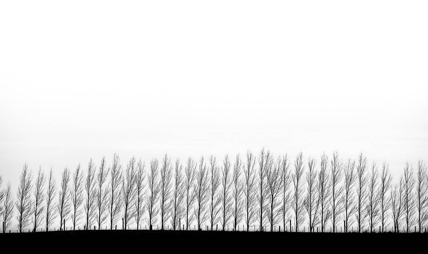 A long shot of a lengthy row of tall standing trees in a snow-covered land, New Zealand #30