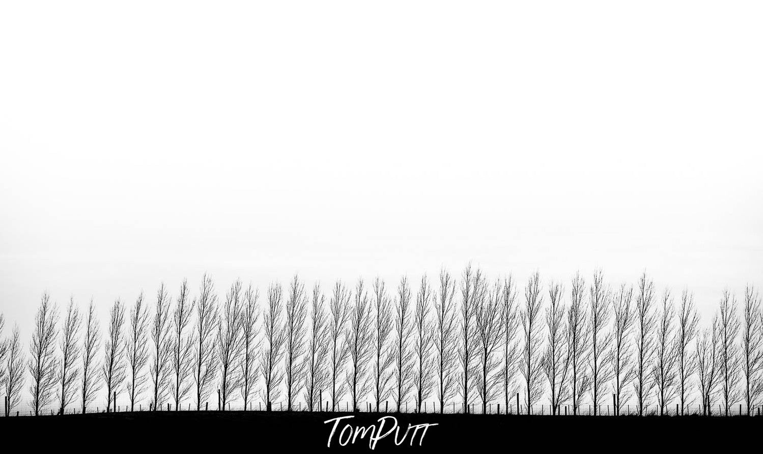 A long shot of a lengthy row of tall standing trees in a snow-covered land, New Zealand #30