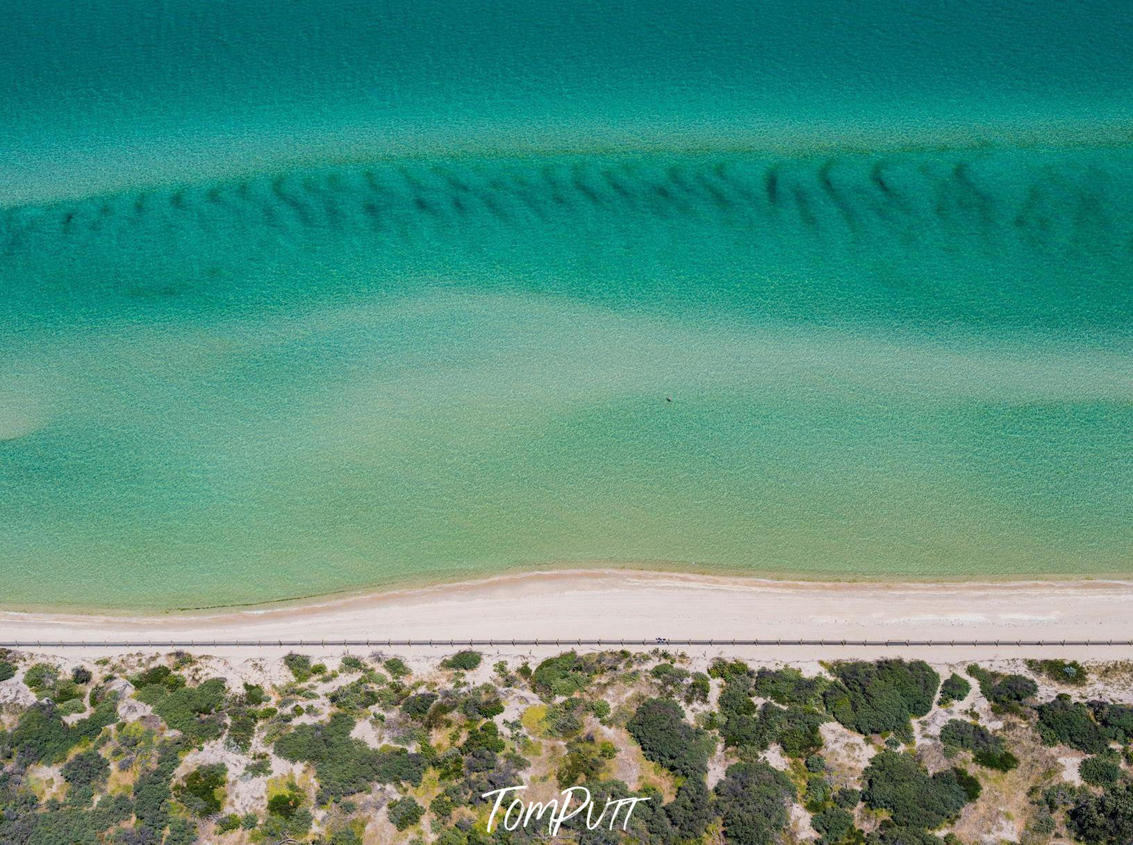 Aerial view of a seashore with a series of small trees on the beach, Lone Swimmer, Seaford 