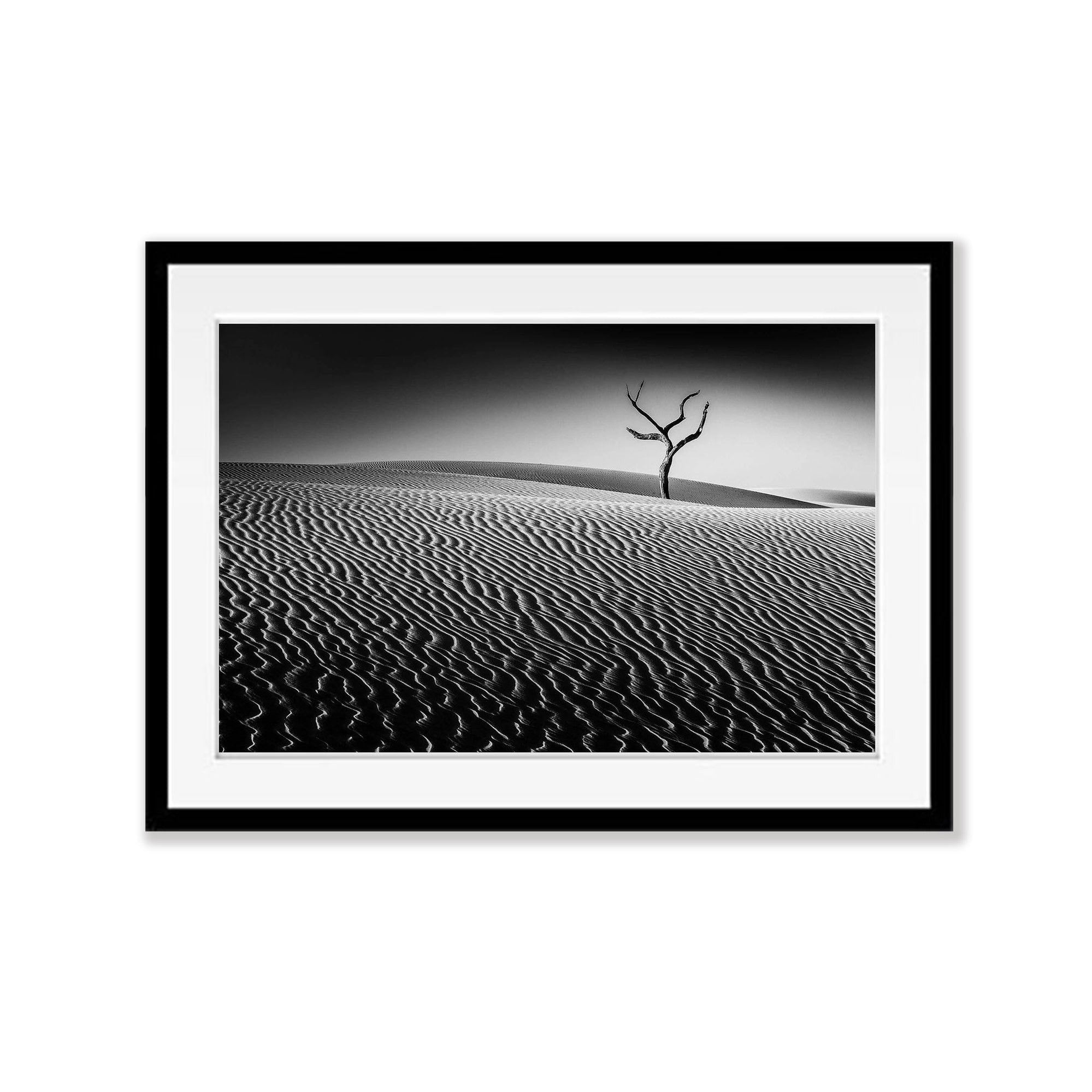 Lone Tree - Fraser Island QLD