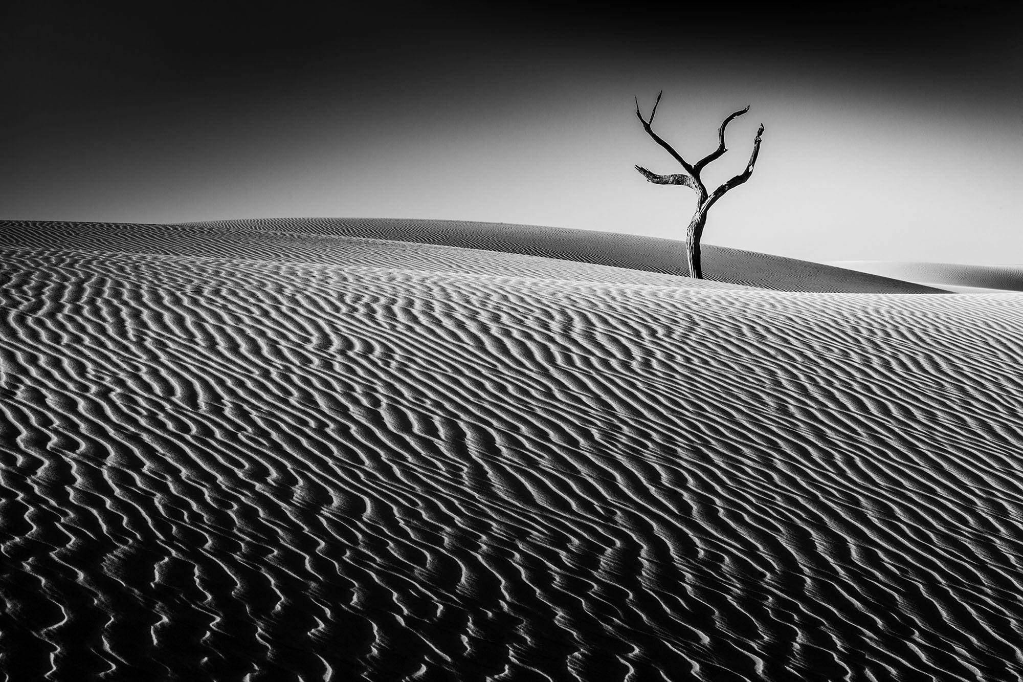 Dark shadowy view of a desert with thick lines and an empty tree in the background, Lone Tree - Fraser Island QLD