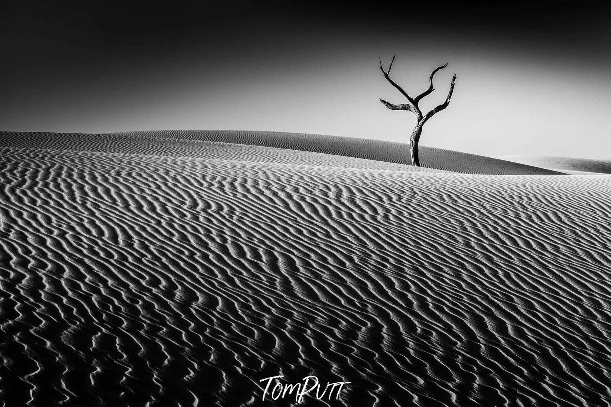 Dark shadowy view of a desert with thick lines and an empty tree in the background, Lone Tree - Fraser Island QLD