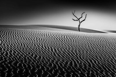 Dark shadowy view of a desert with thick lines and an empty tree in the background, Lone Tree - Fraser Island QLD