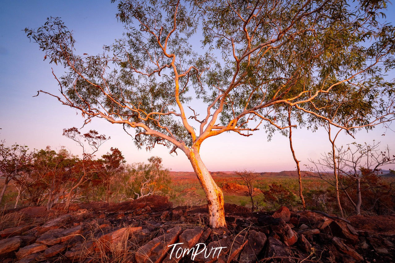 Lone Tree, Keep River NP