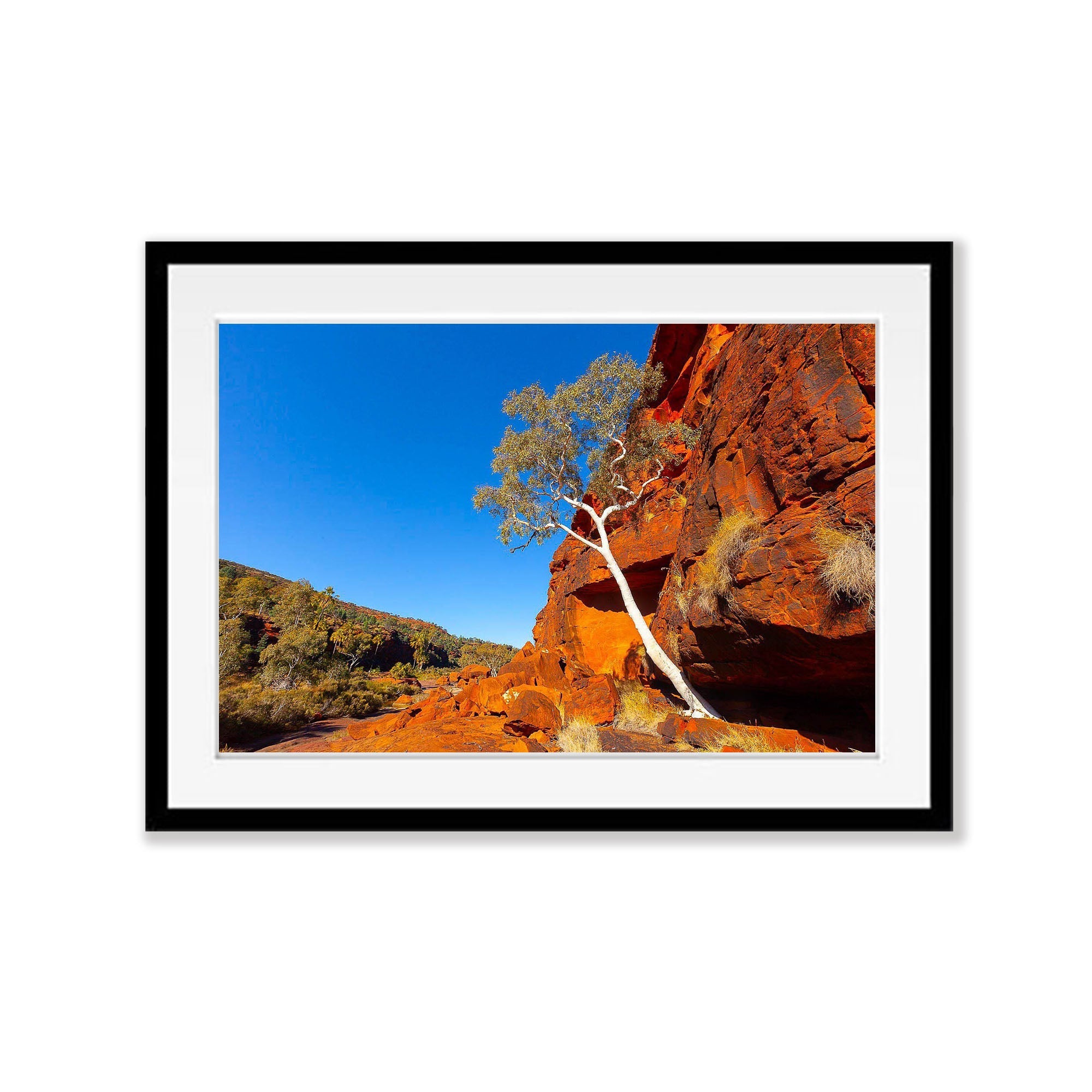 Lone Tree, Palm Valley Finke Gorge National Park - Northern Territory