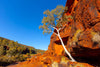 A morning view of mountain walls with a lone tree with on the rock, Lone Tree, Palm Valley Finke Gorge National Park - Northern Territory