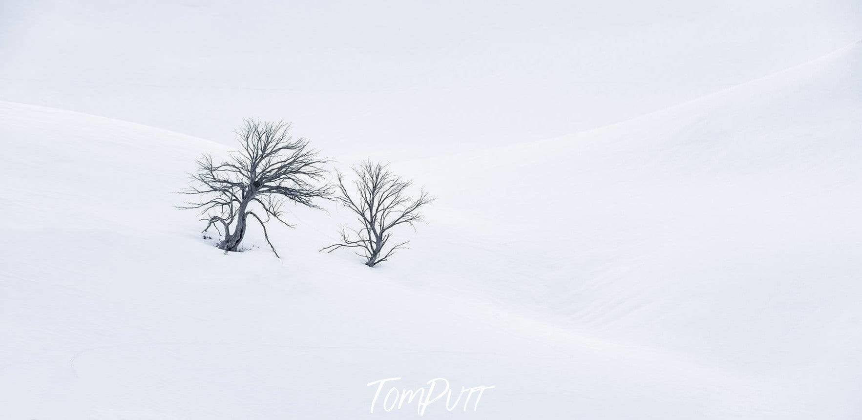 A couple of snow gum trees and a foggy on a snow-covered land, Lone Snow Gums - Snowy Mountains NSW