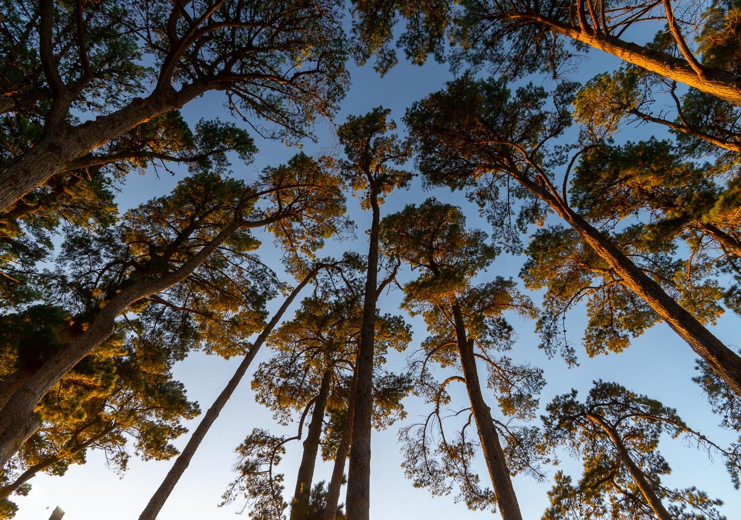 From ground angle shot of a circular group of long-standing trees, Looking Up, Shoreham Pine Forest - Mornington Peninsula VIC