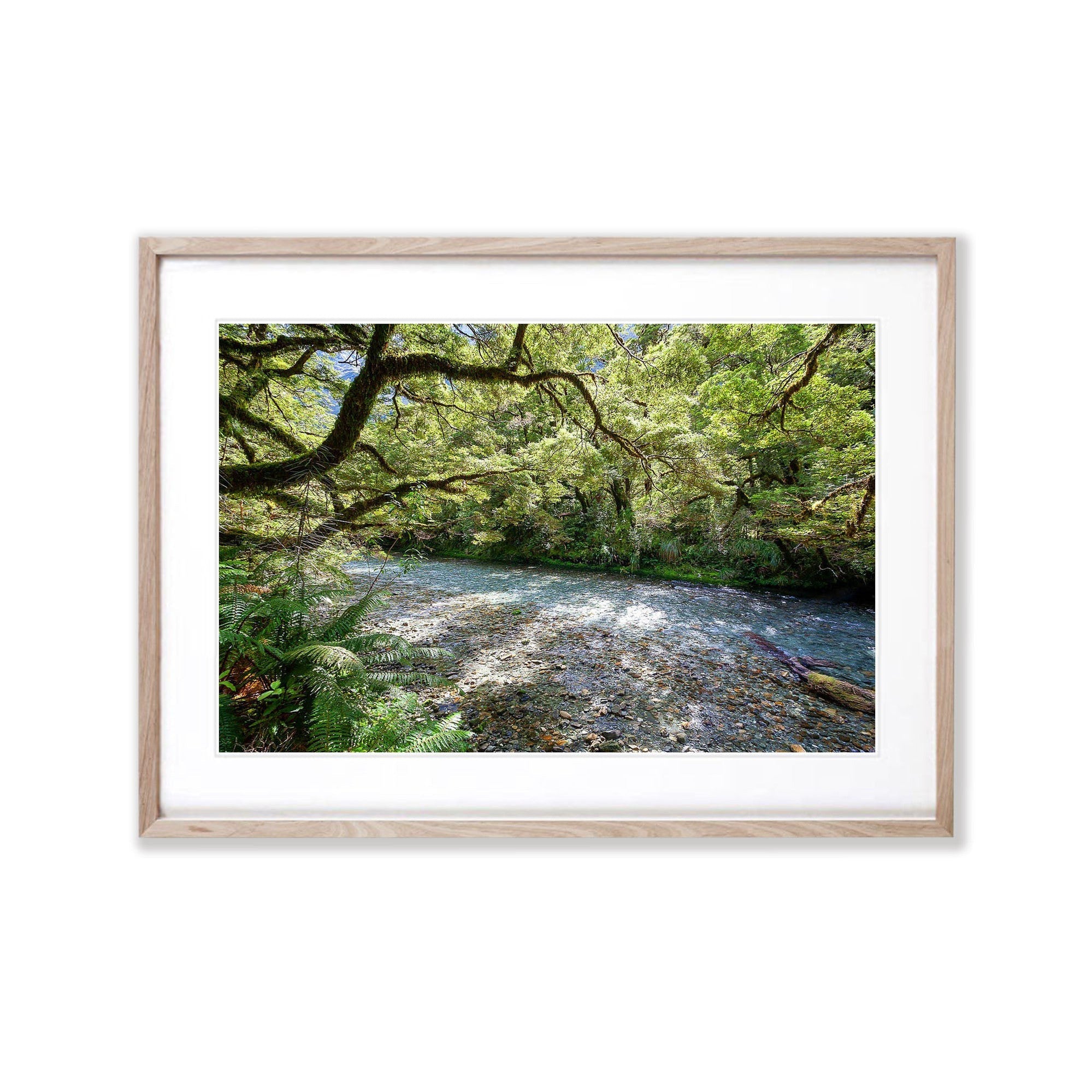 Lush Rainforest along the Clinton River, Milford Track - New Zealand