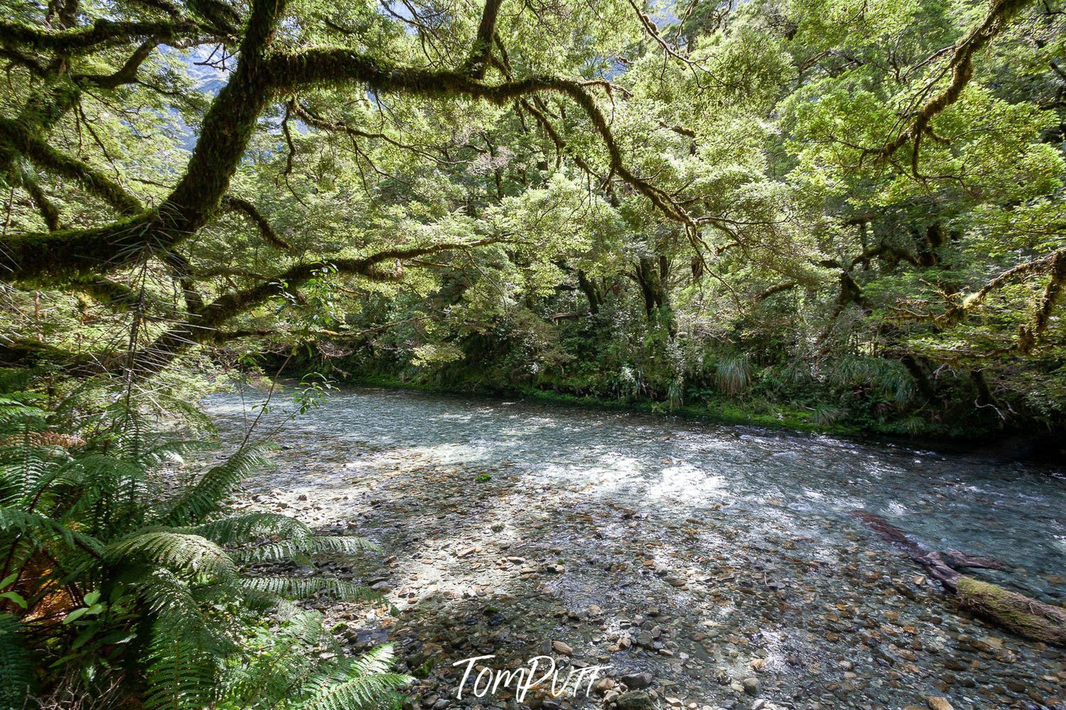 Pathway in a forest with massy trees on both sides, Lush Rainforest along the Clinton River, Milford Track - New Zealand