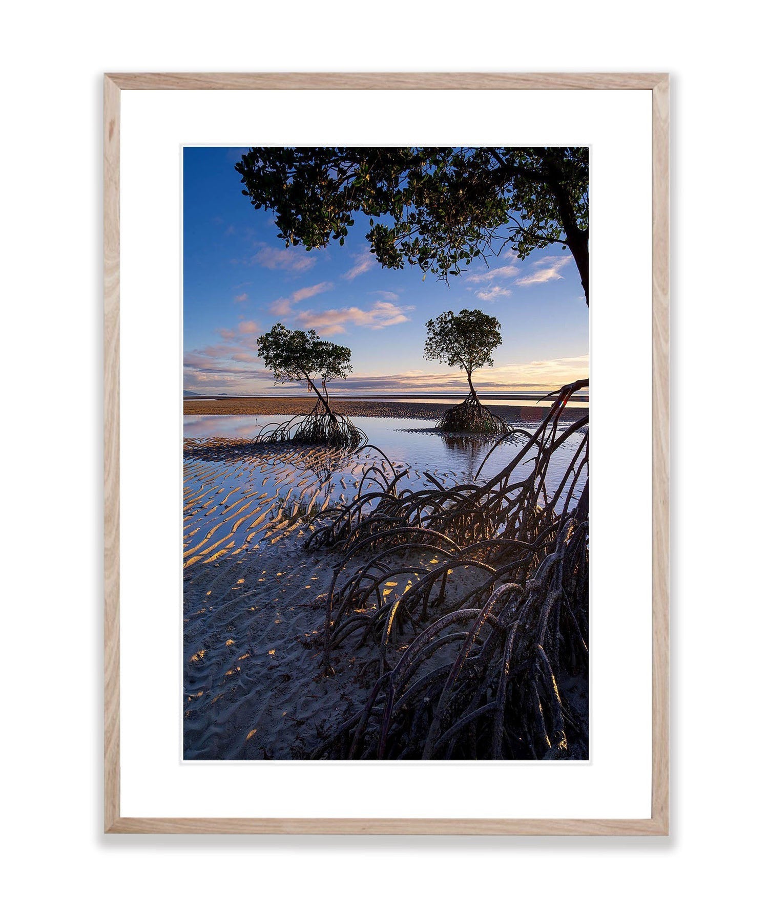 Mangrove Tree roots exposed at low tide, Far North Queensland