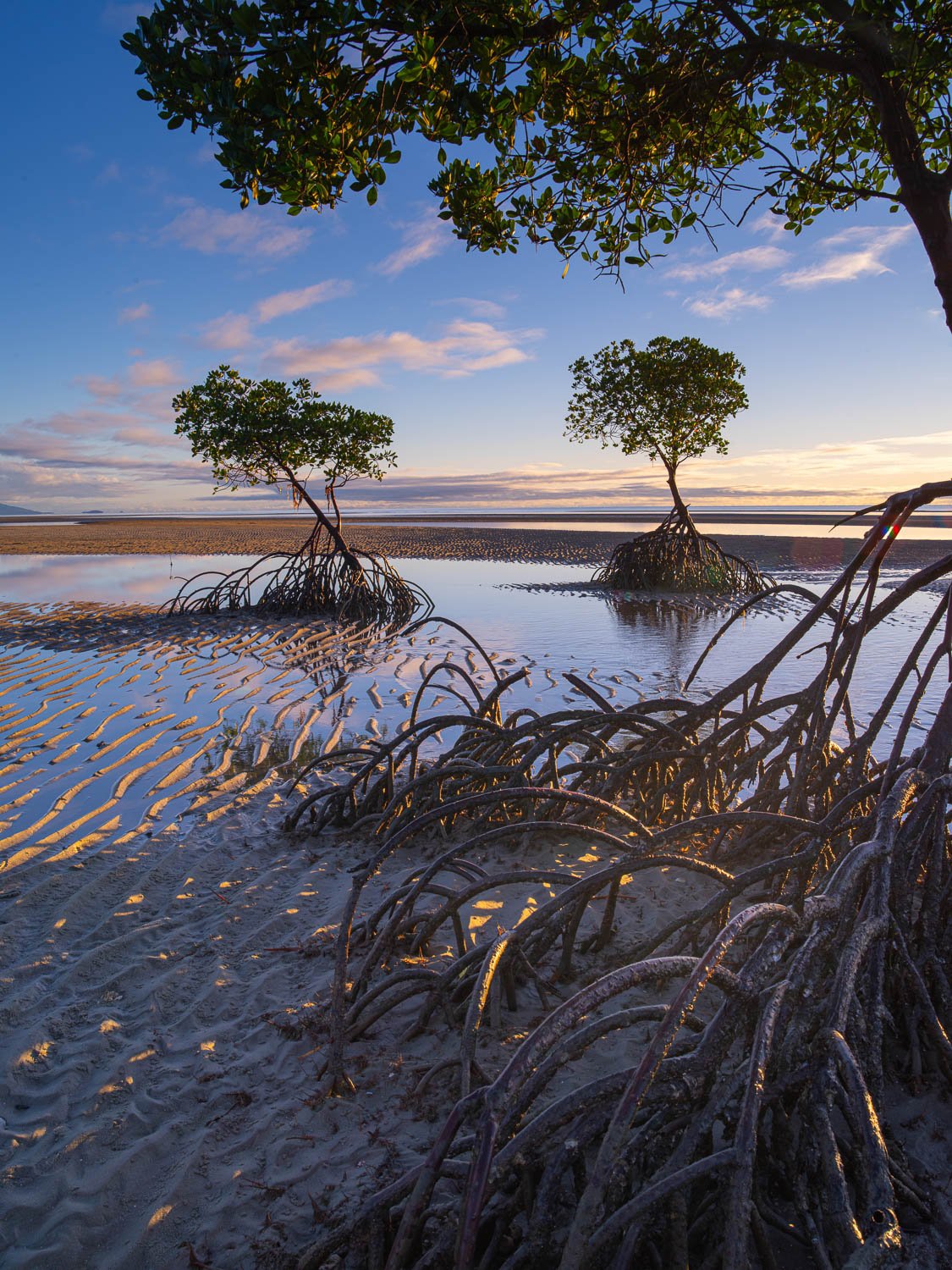 Beautiful lake with two small trees, Mangrove Tree roots exposed at low tide, Far North Queensland