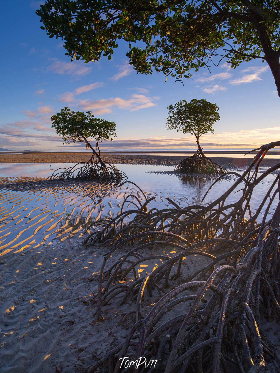 Beautiful lake with two small trees, Mangrove Tree roots exposed at low tide, Far North Queensland