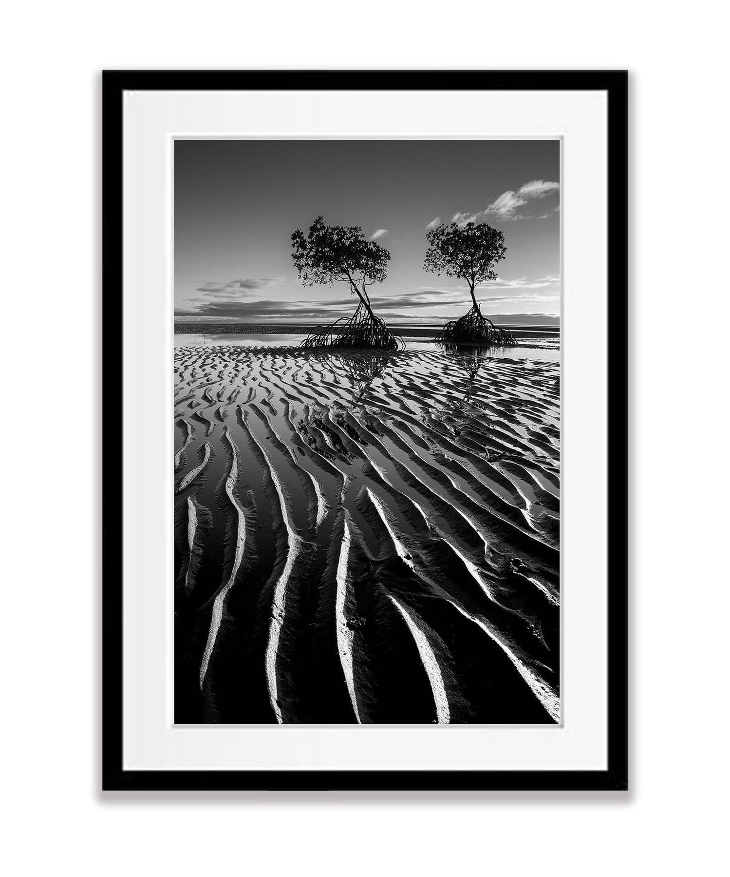 Mangroves exposed at low tide, Far North Queensland