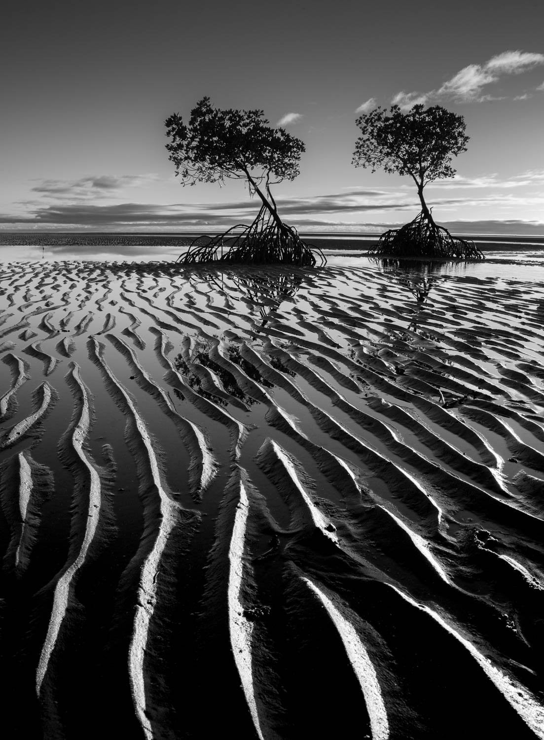 Dark muddy lake with two trees, Mangroves exposed at low tide, Far North Queensland 
