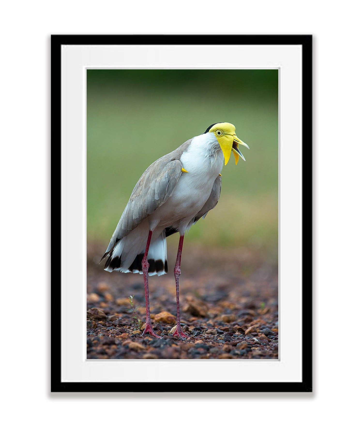 Masked Lapwing, Northern Territory