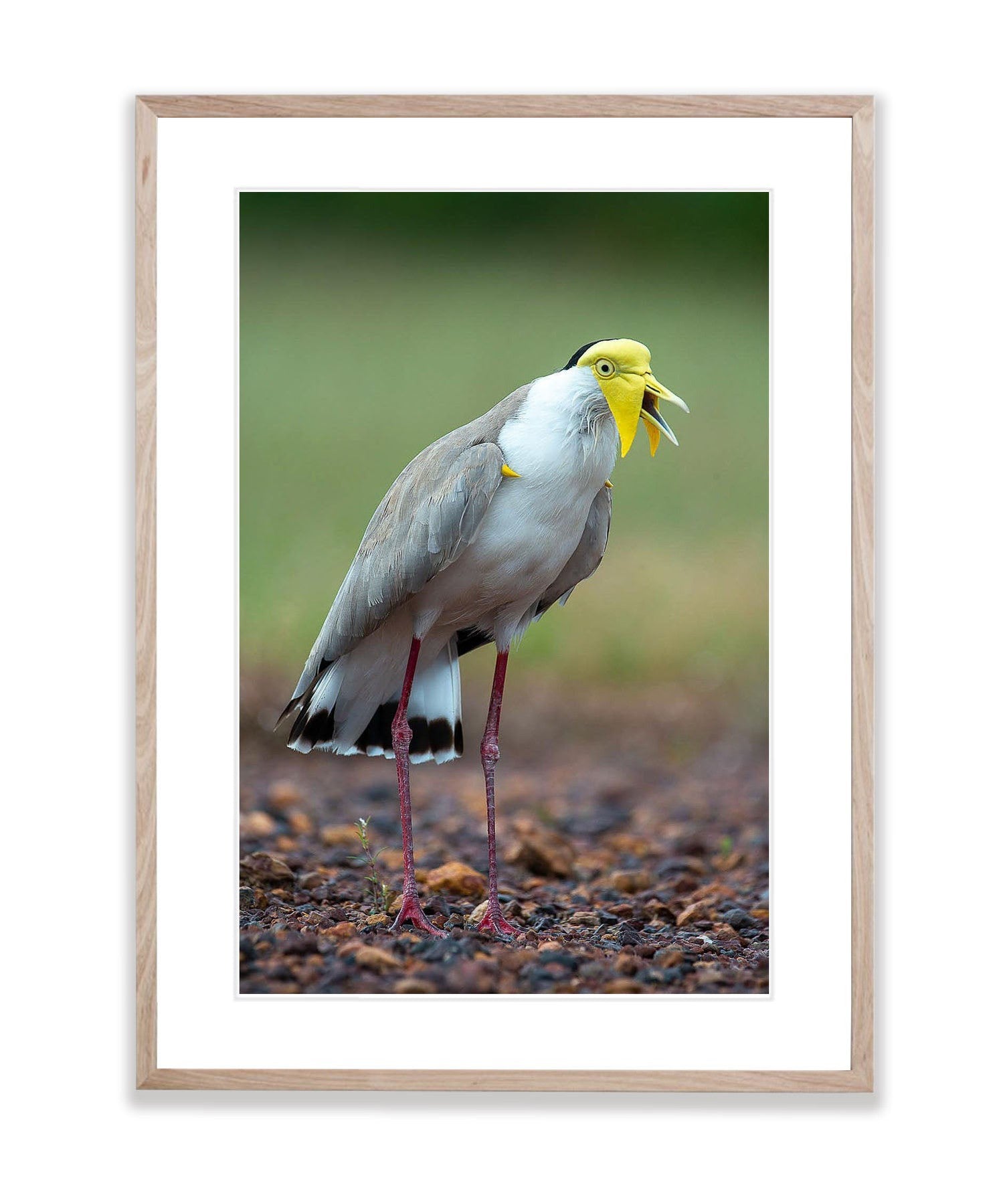 Masked Lapwing, Northern Territory