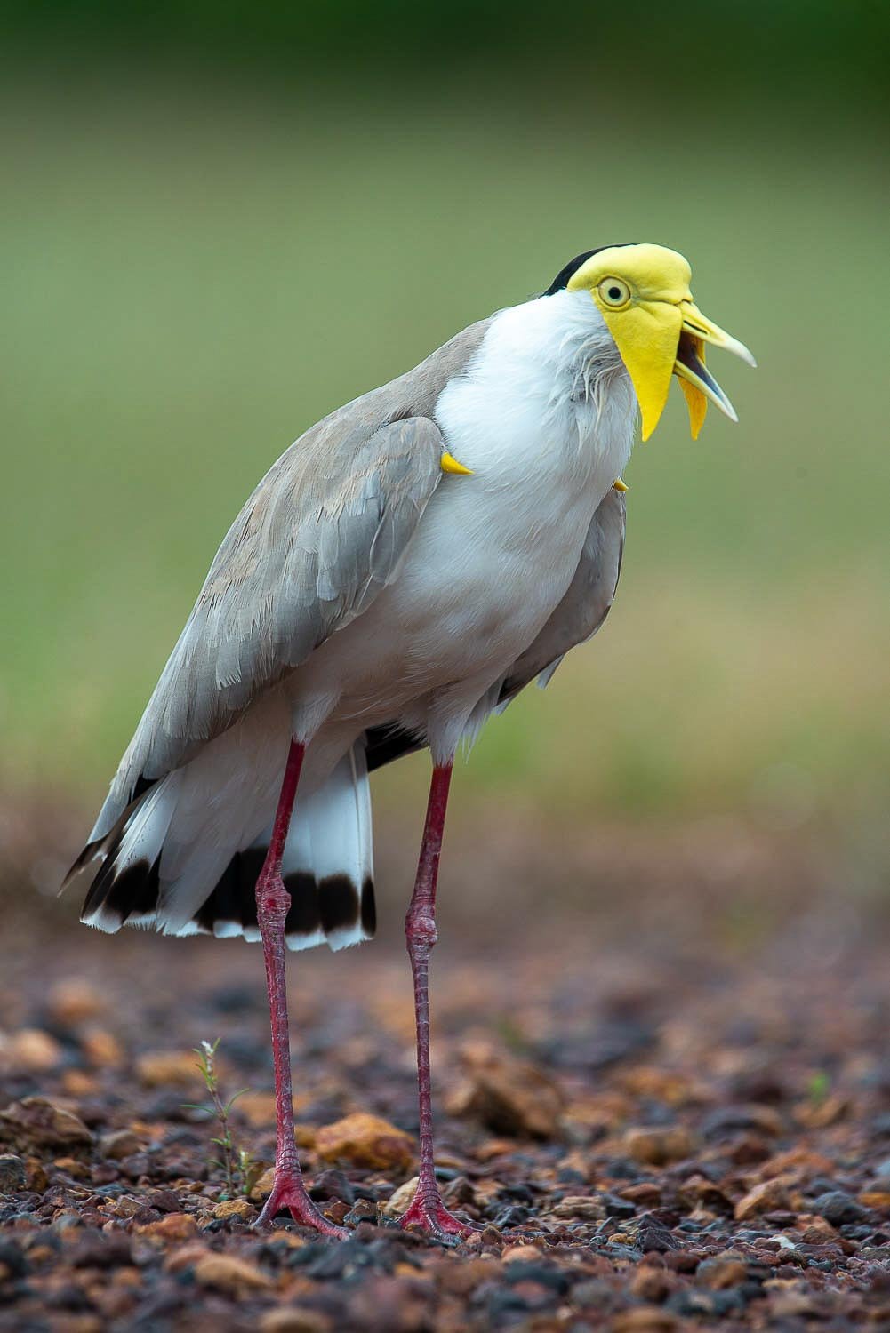 A close-up shot of a Heron-like bird with long thin legs and a yellow-colored head area, Arnhem Land 25 - Northern Territory 