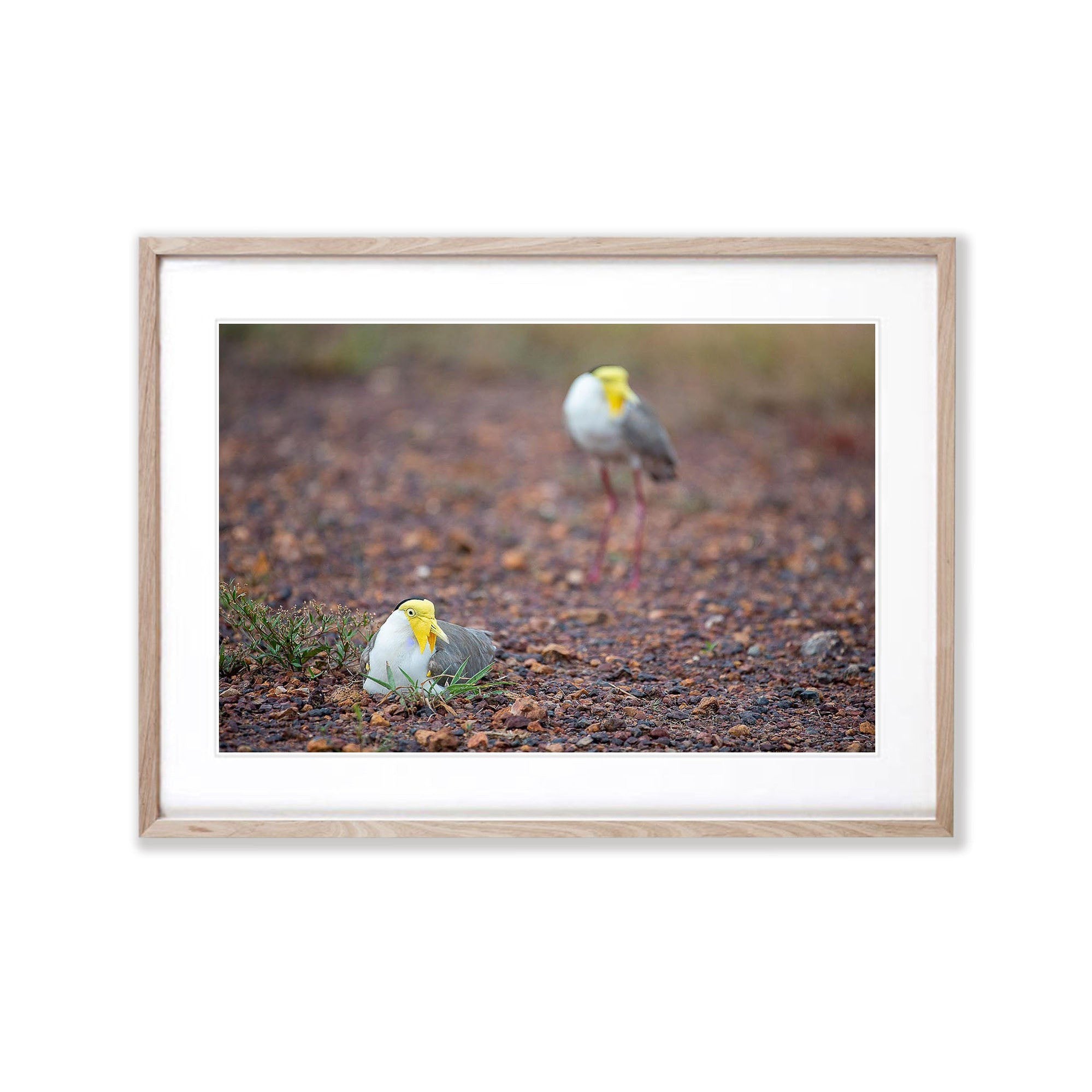 Masked Lapwings breeding, Northern Territory