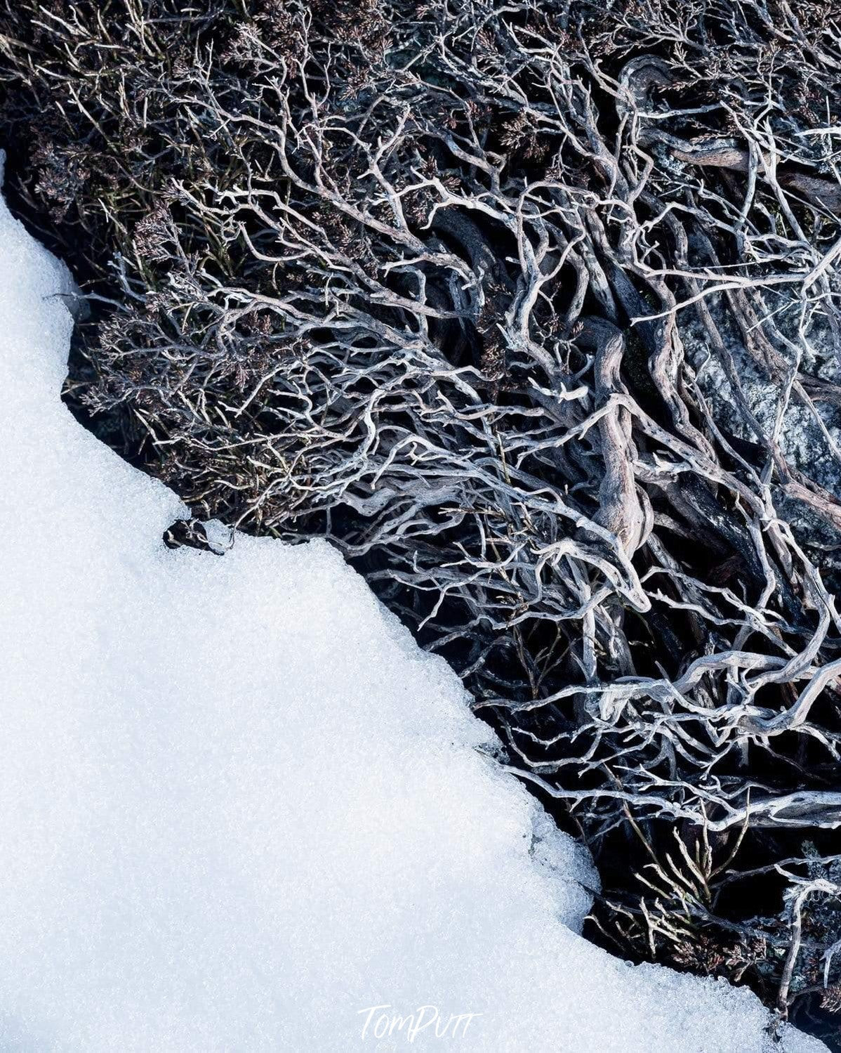 Massive tree stems in a group, Micro detail - Snowy Mountains NSW