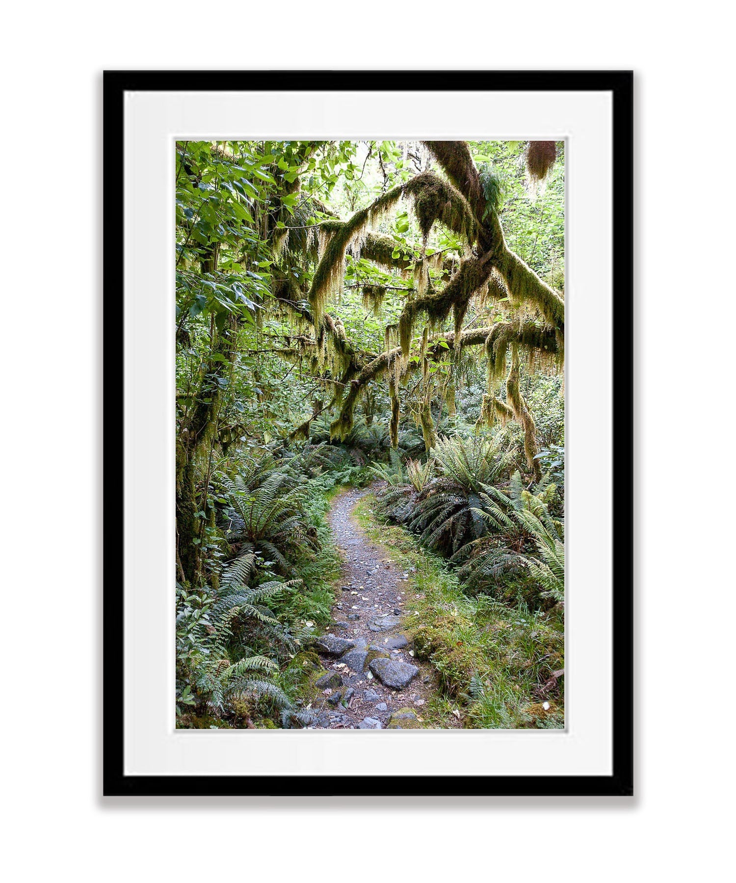 Milford Track rainforest - New Zealand