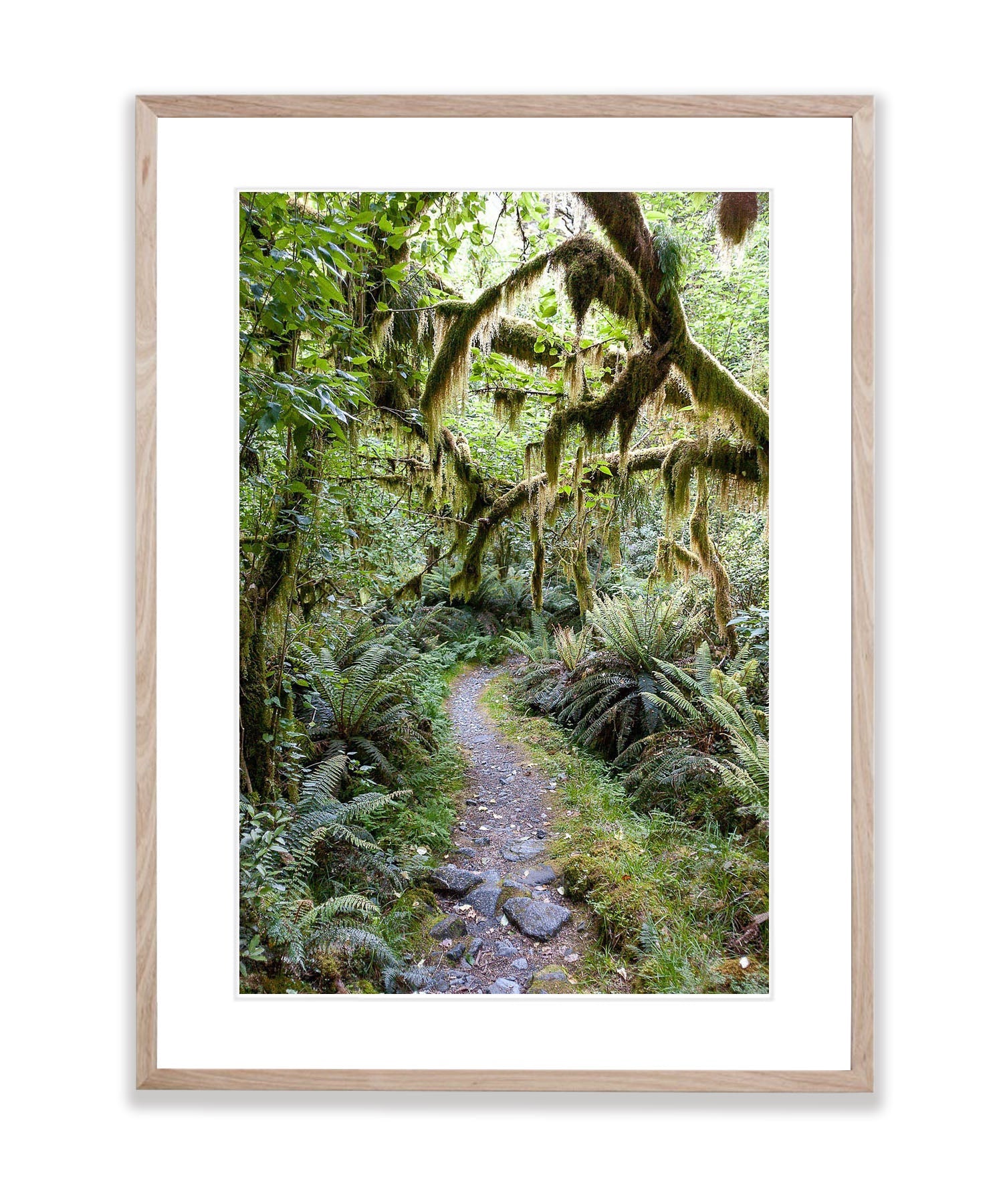 Milford Track rainforest - New Zealand
